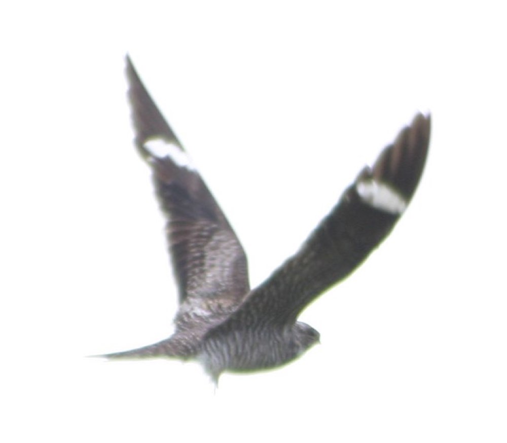 Common Nighthawk