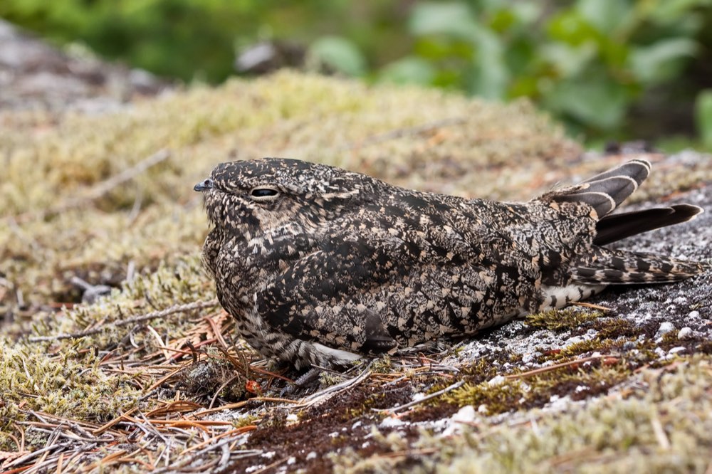 Male Common Nighthawk