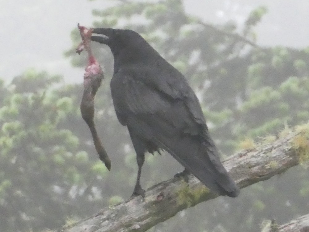 Common Raven