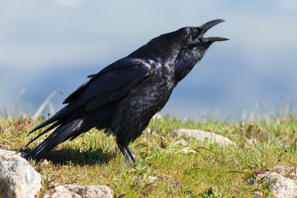 Male Common Raven