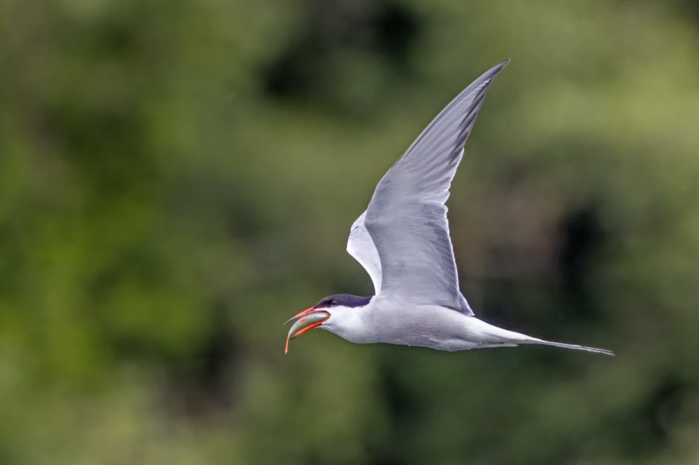 Male Common Tern