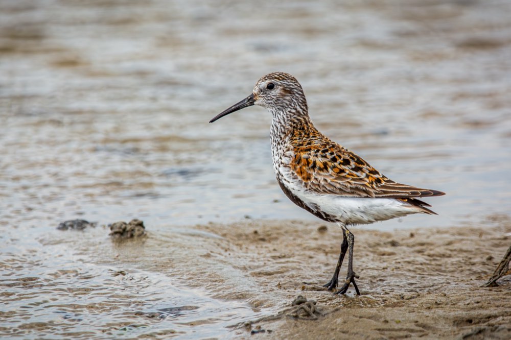 Dunlin