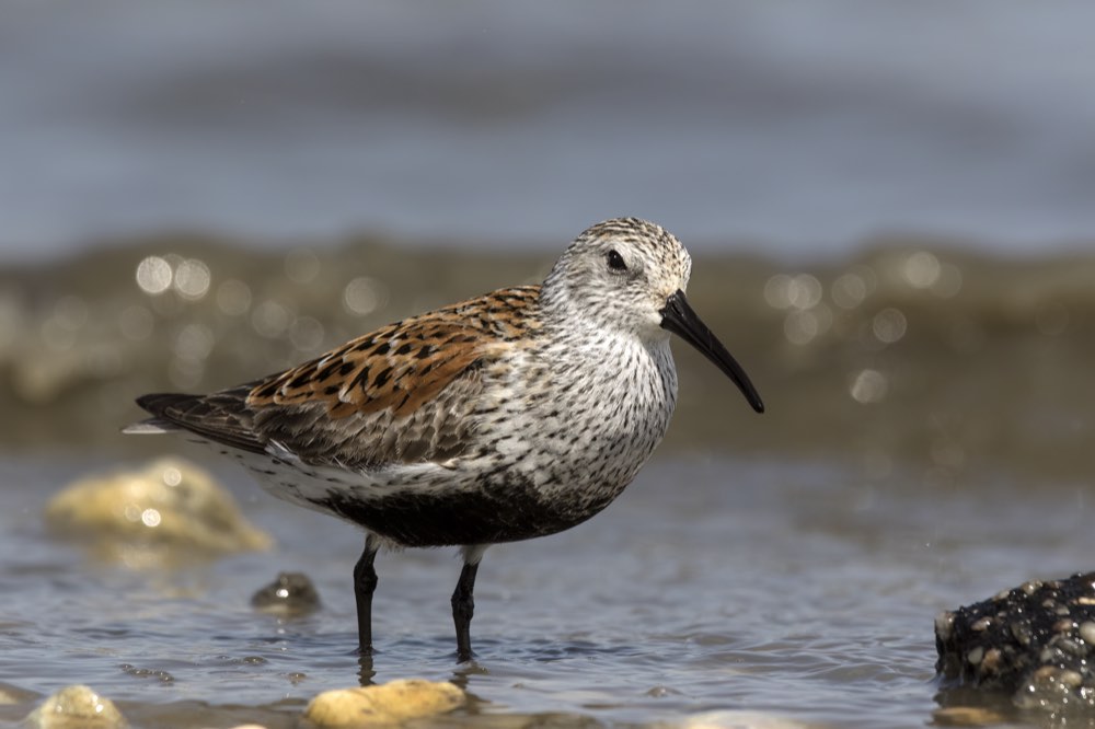 Male Dunlin