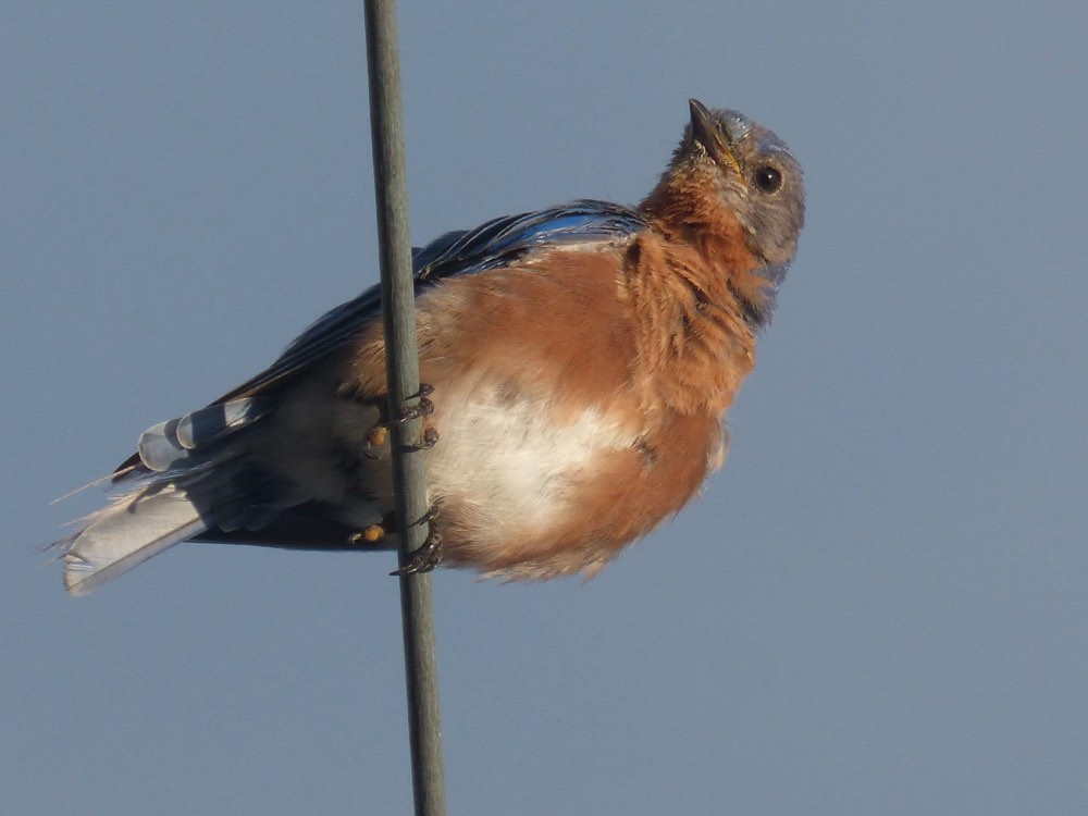 Eastern Bluebird