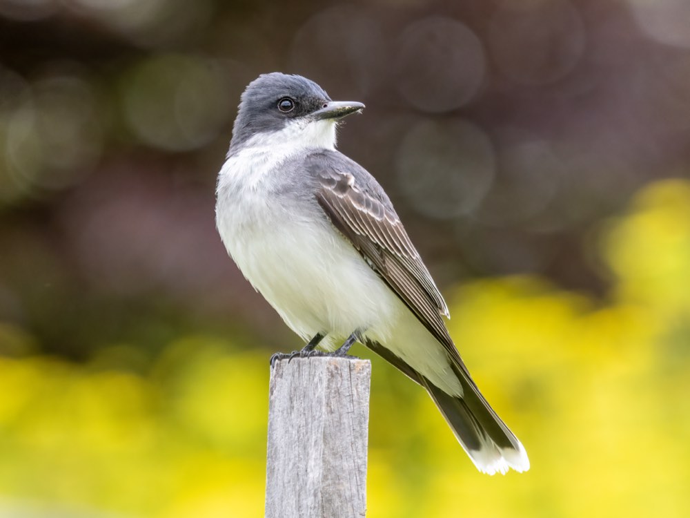 Eastern Kingbird
