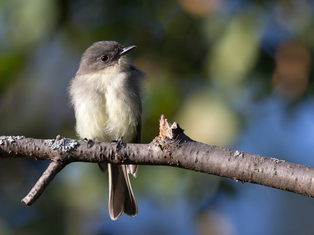 Eastern Phoebe