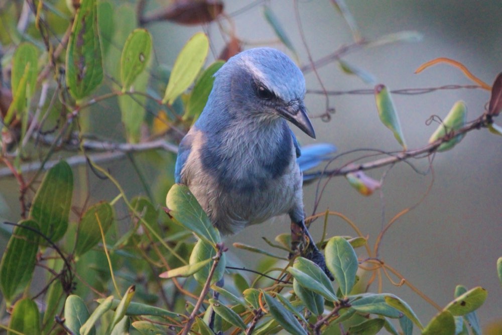 Florida Scrub-Jay