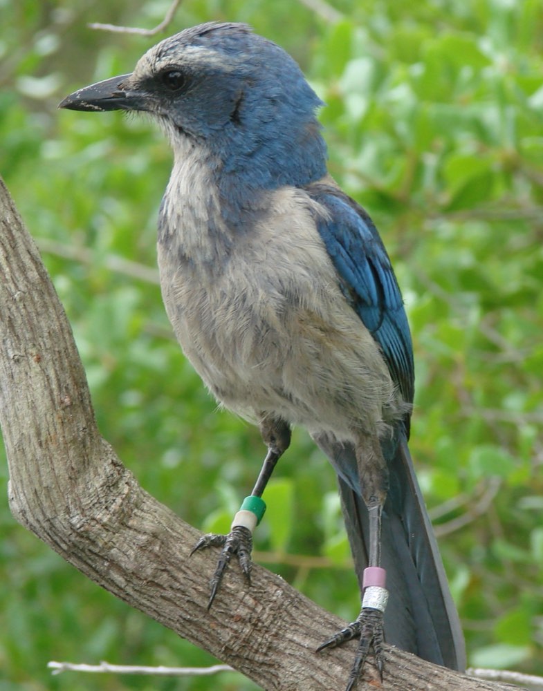 Florida Scrub-Jay