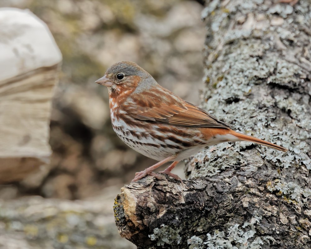 Fox Sparrow
