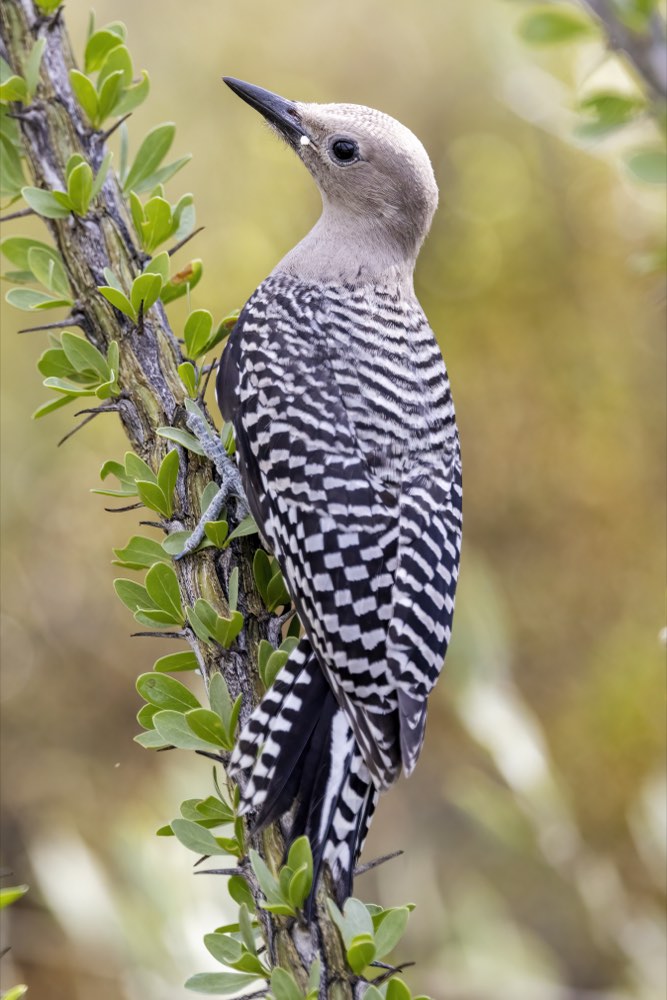 Gila Woodpecker