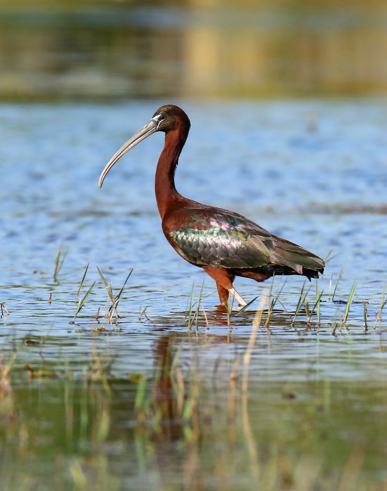 Male Glossy Ibis