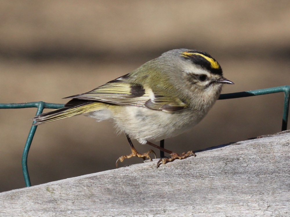 Golden-crowned Kinglet