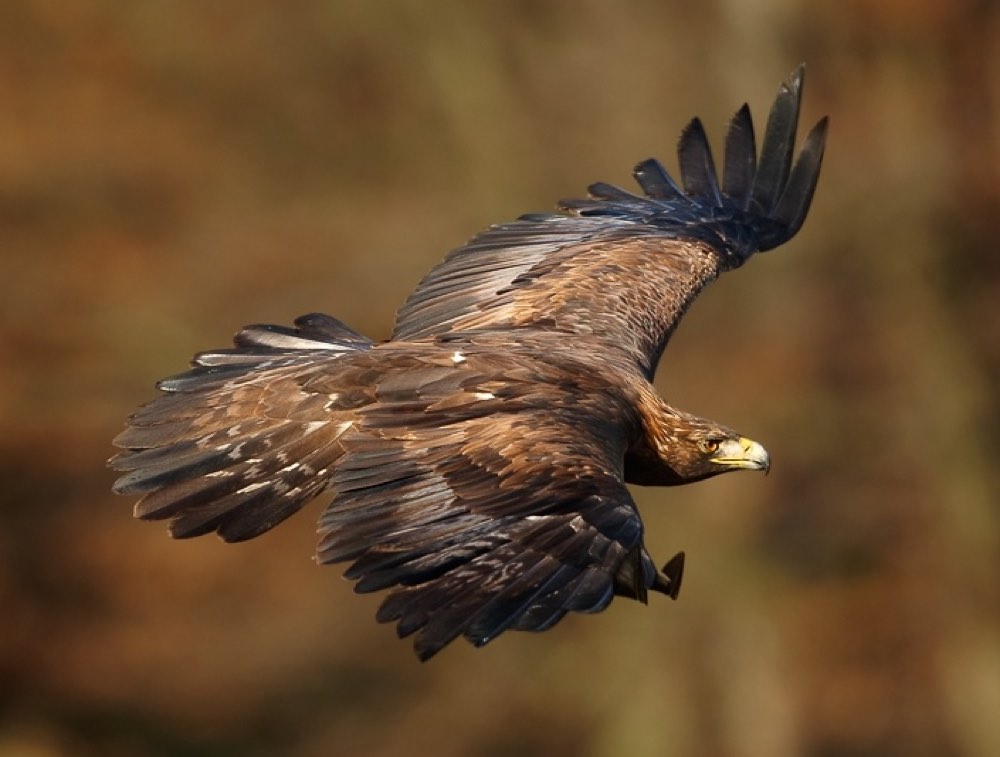 Golden Eagle