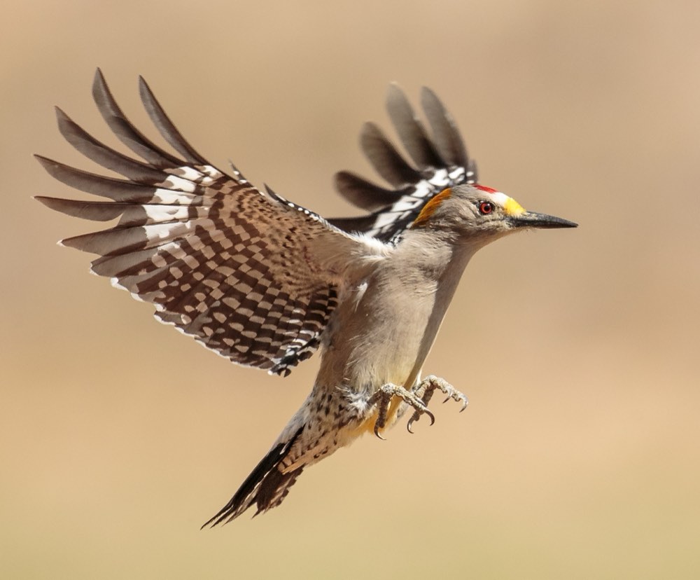 Golden-fronted Woodpecker