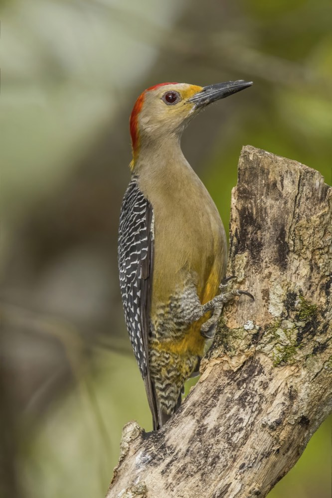 Golden-fronted Woodpecker