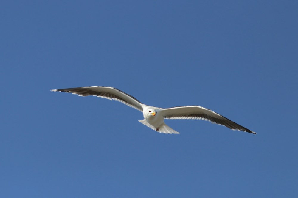 Great Black-backed Gull