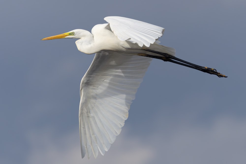 Great Egret