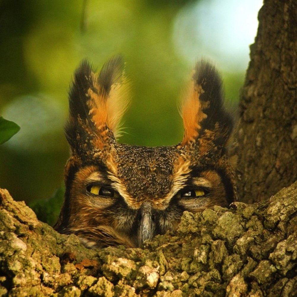 Great Horned Owl
