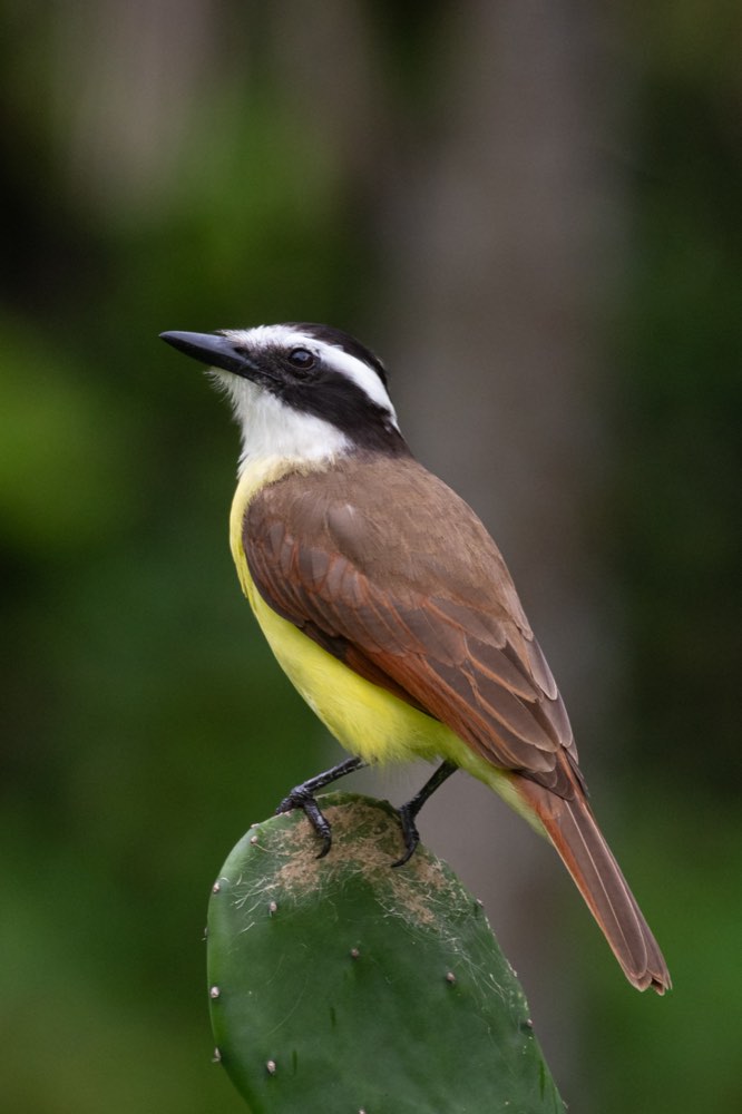 Male Great Kiskadee