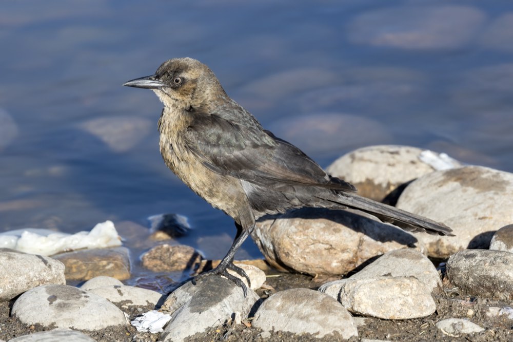 Female Great-tailed Grackle