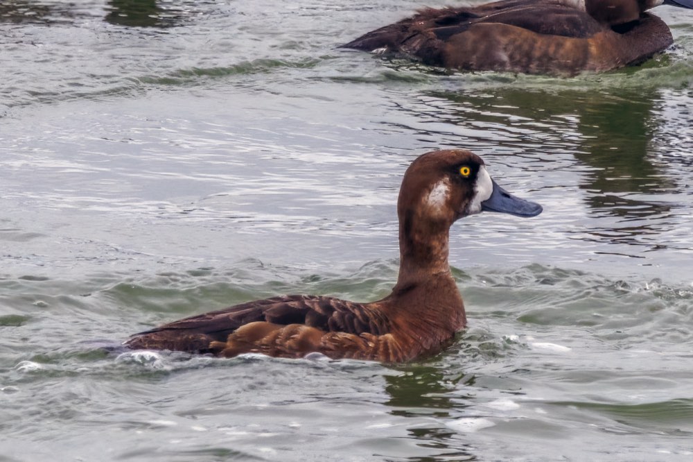 Female Greater Scaup