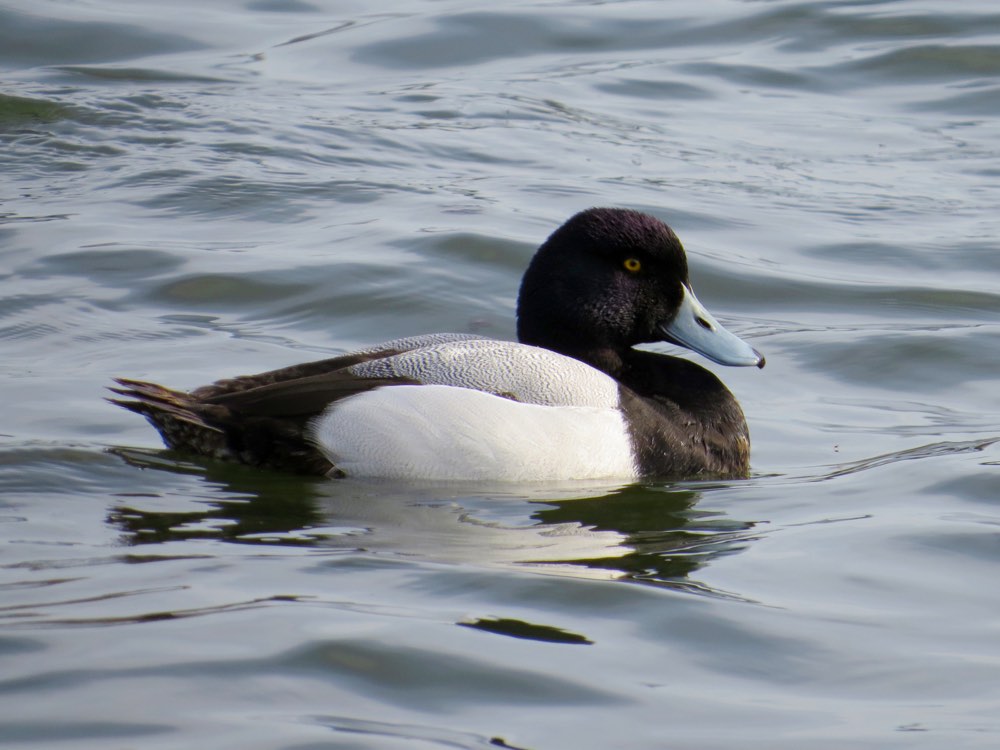 Greater Scaup