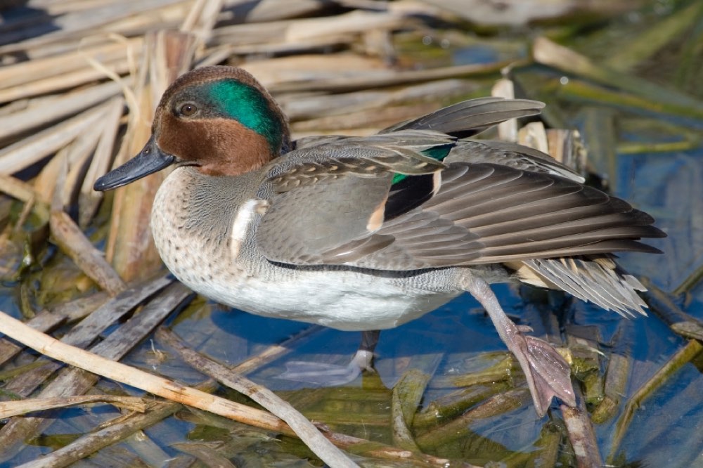 Green-winged Teal