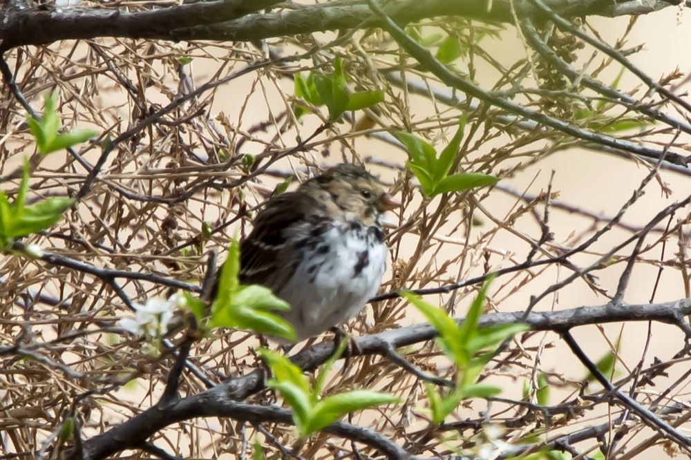 Harris's Sparrow