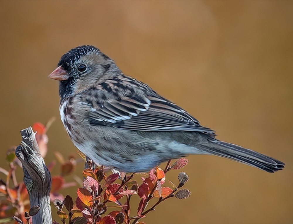 Harris's Sparrow