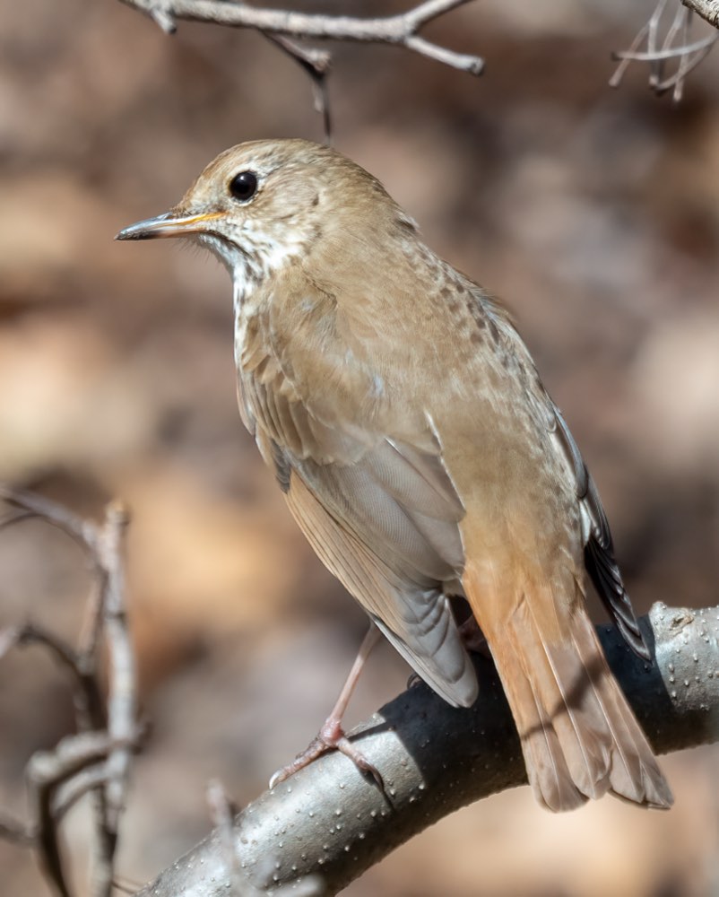 Hermit Thrush