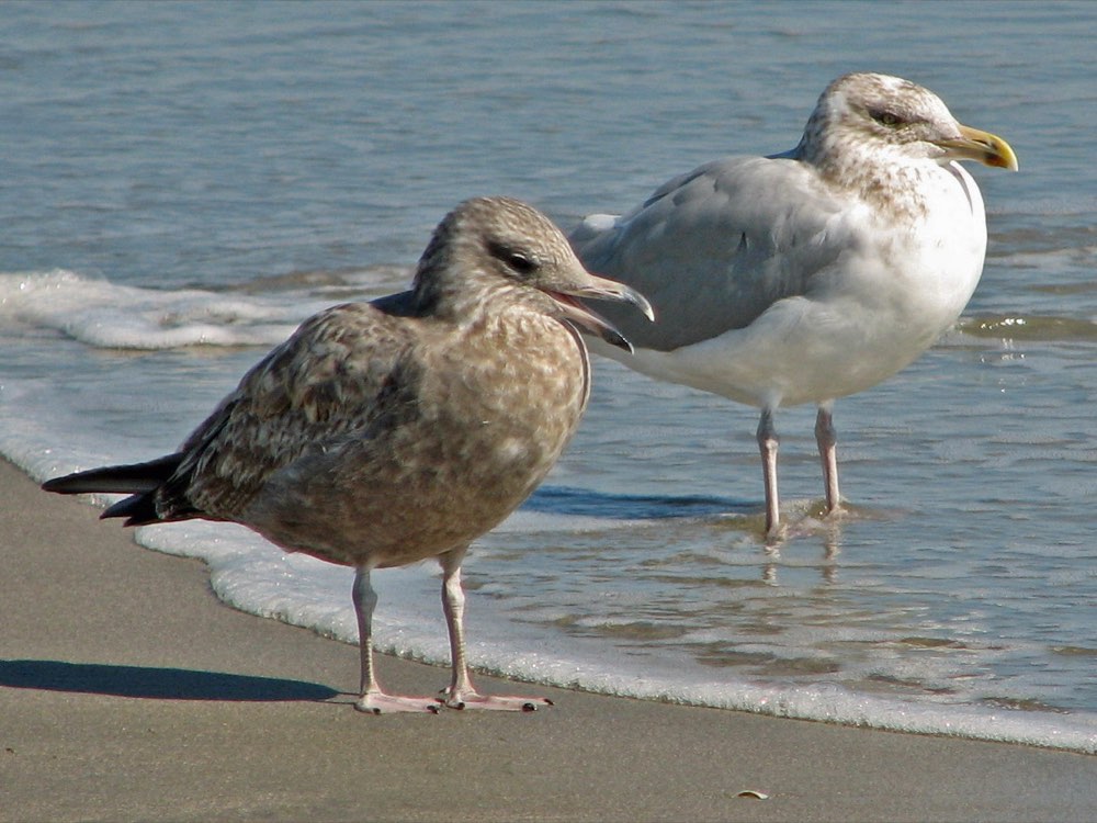 Herring Gull