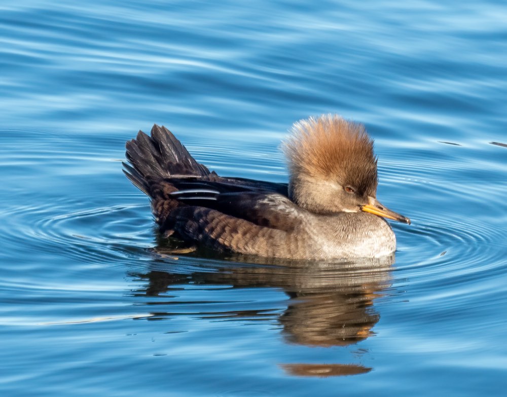 Female Hooded Merganser