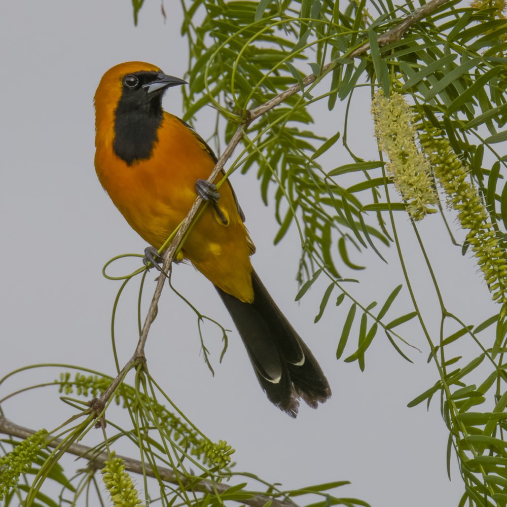 Hooded Oriole