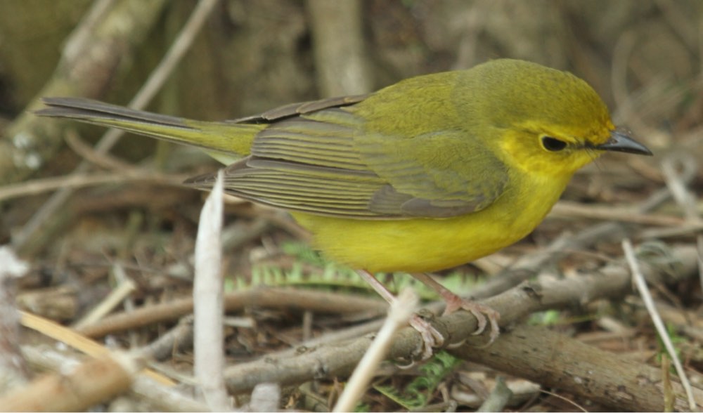 Hooded Warbler