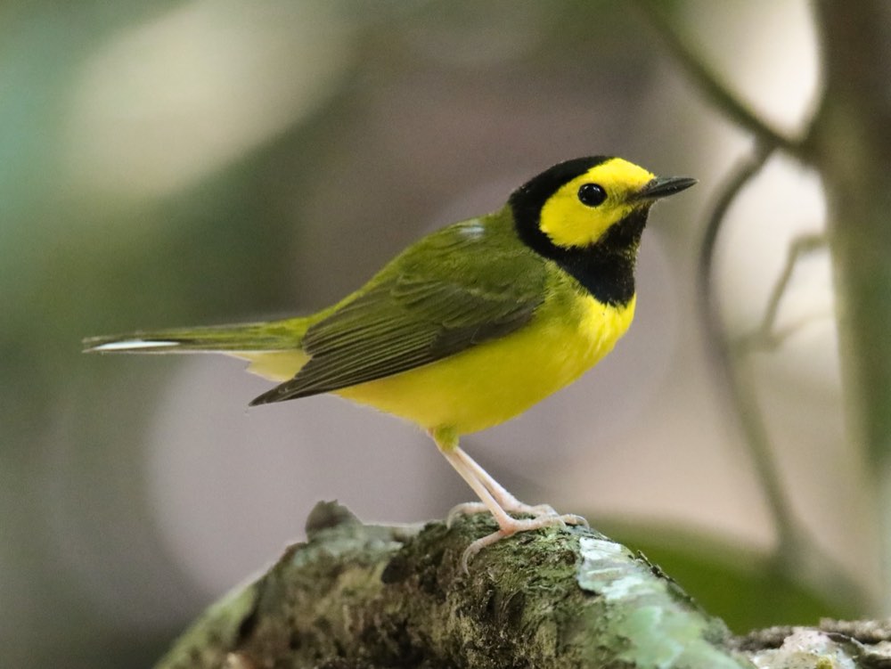 Male Hooded Warbler