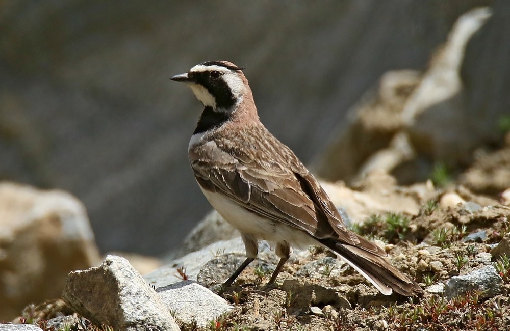 Horned Lark