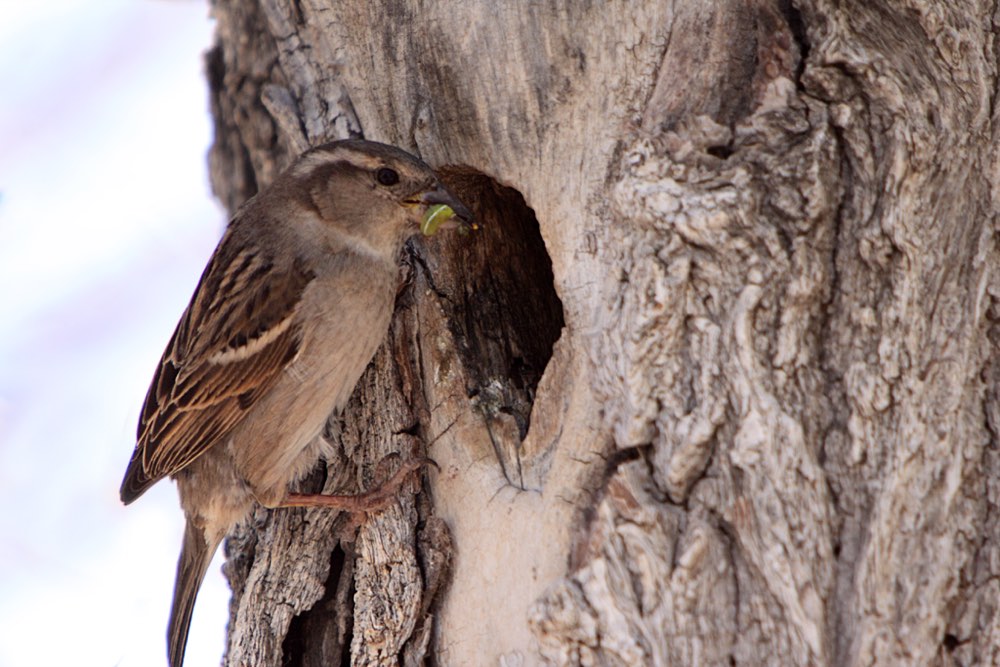 Female House Sparrow