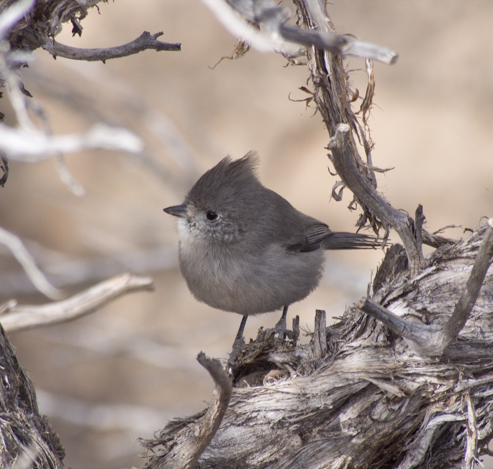 Juniper Titmouse