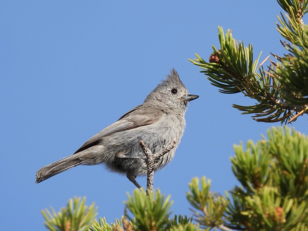 Male Juniper Titmouse