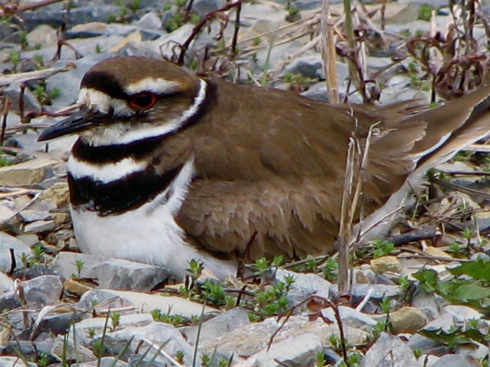 Female Killdeer