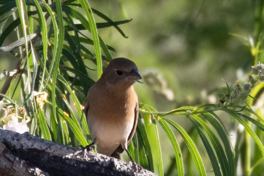 Female Lazuli Bunting