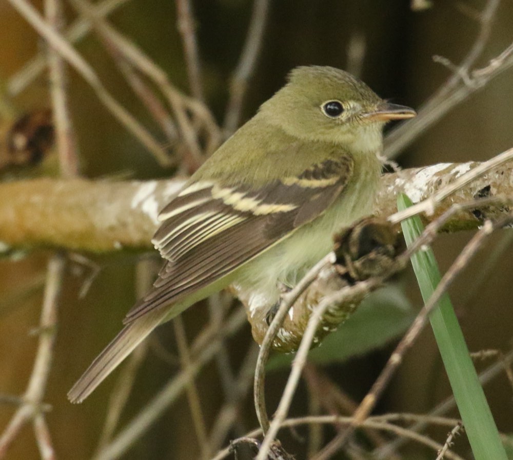 Least Flycatcher