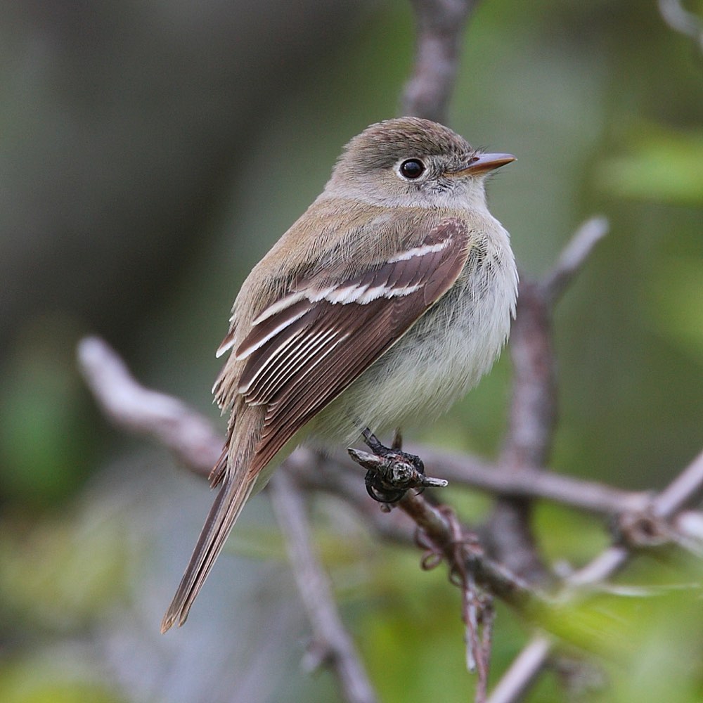 Male Least Flycatcher
