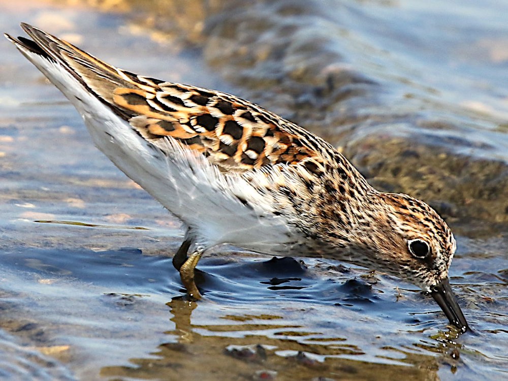 Least Sandpiper
