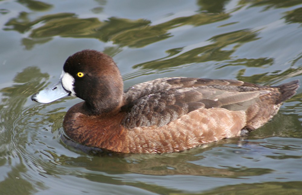 Female Lesser Scaup