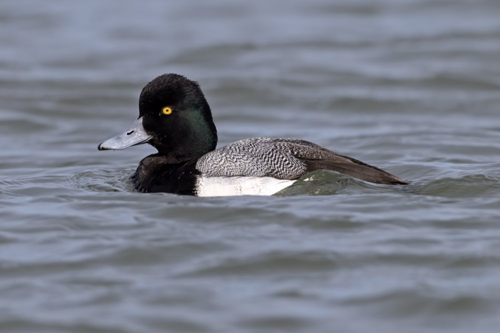 Lesser Scaup