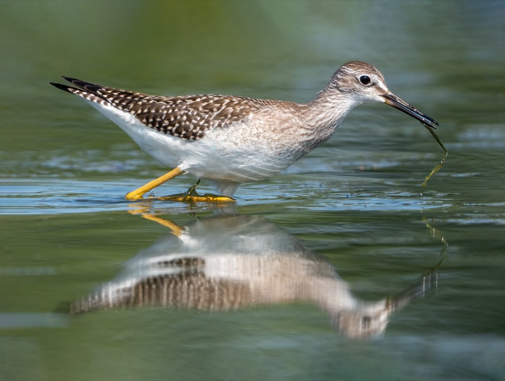 Lesser Yellowlegs
