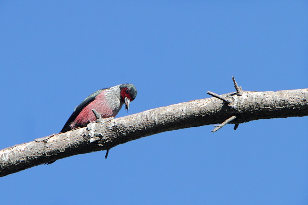 Lewis's Woodpecker