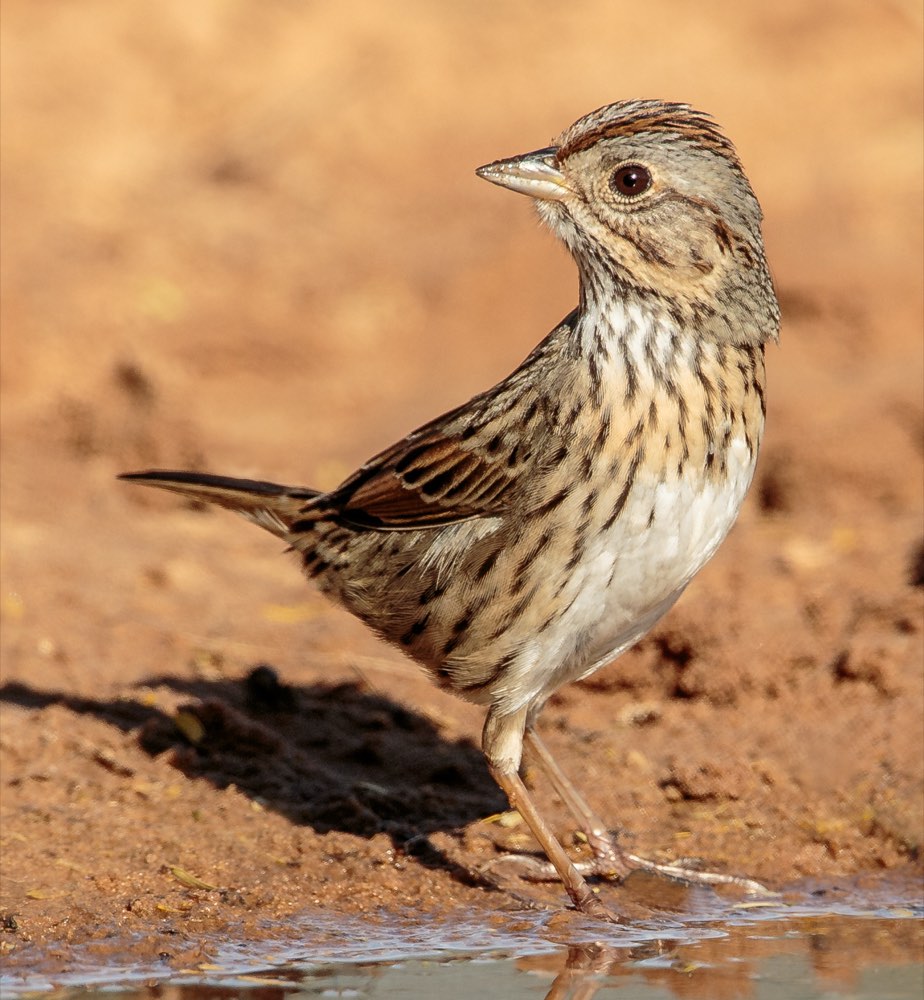 Lincoln's Sparrow