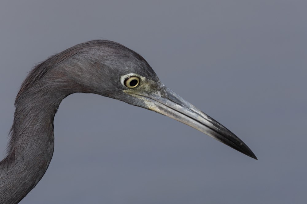Little Blue Heron